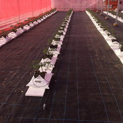 シートに土嚢を設置し植えつける