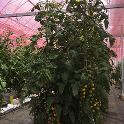 5ヶ月で6mまで成長